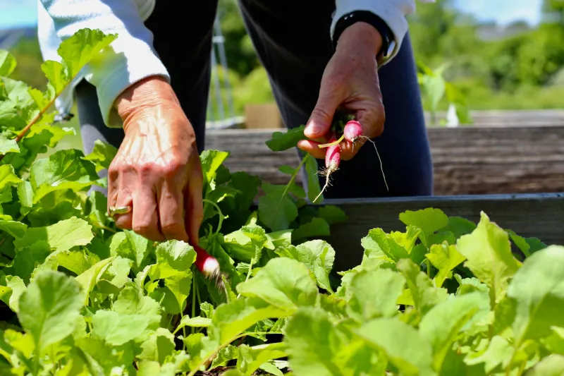Dirt Rich: How Regenerative Farms Are Feeding Us Better From the Ground Up