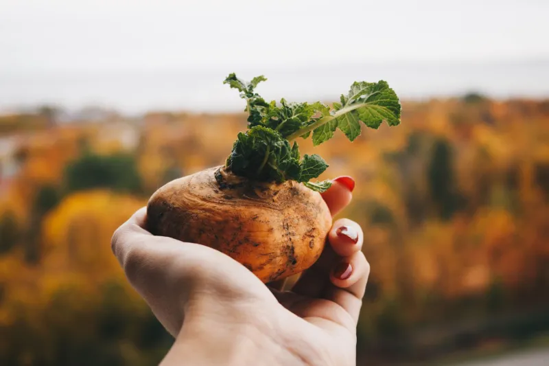 Your Gut Is What Your Soil Eats: The Surprising Link Between Farm Health and Digestive Wellness