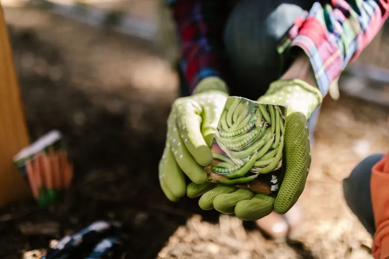 Open the Envelope: Why Heirloom Seeds Are America's Most Underrated Climate Strategy