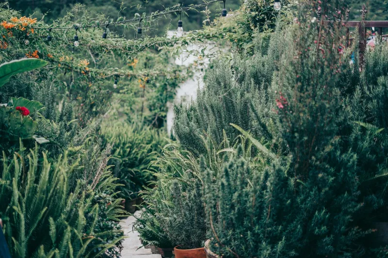 Plant Once, Harvest Forever: 5 Perennial Vegetables That Deserve a Spot in Your Garden