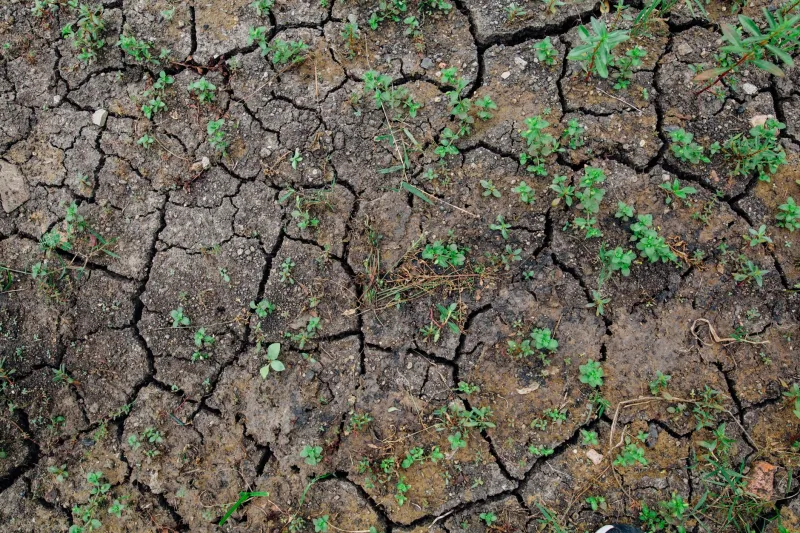 The Farms That Survived the Drought — and What Their Soil Already Knew
