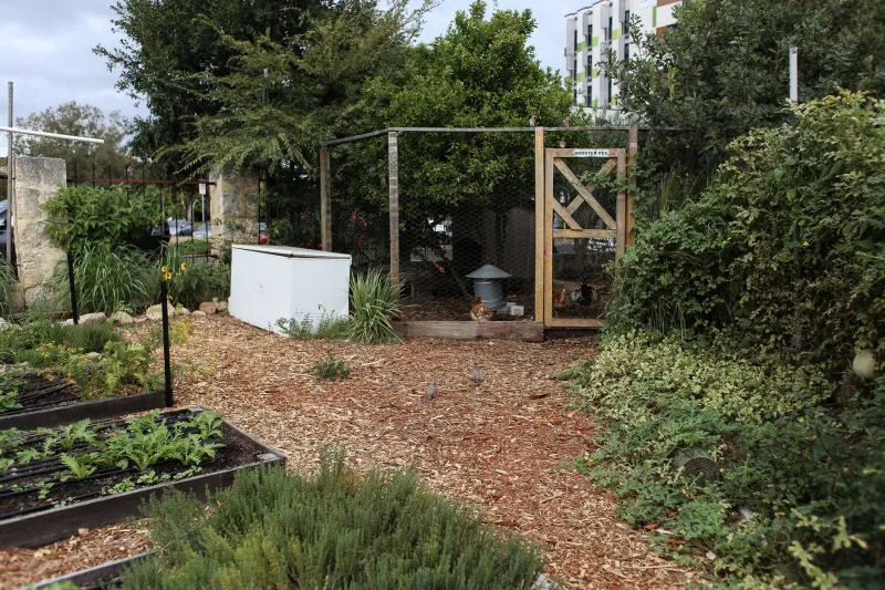 The Front Yard Felony: How Your City's Rulebook Decides What You're Allowed to Grow